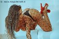 Foto Incontro Transescort Benevento Alessandra Fogaca - 27